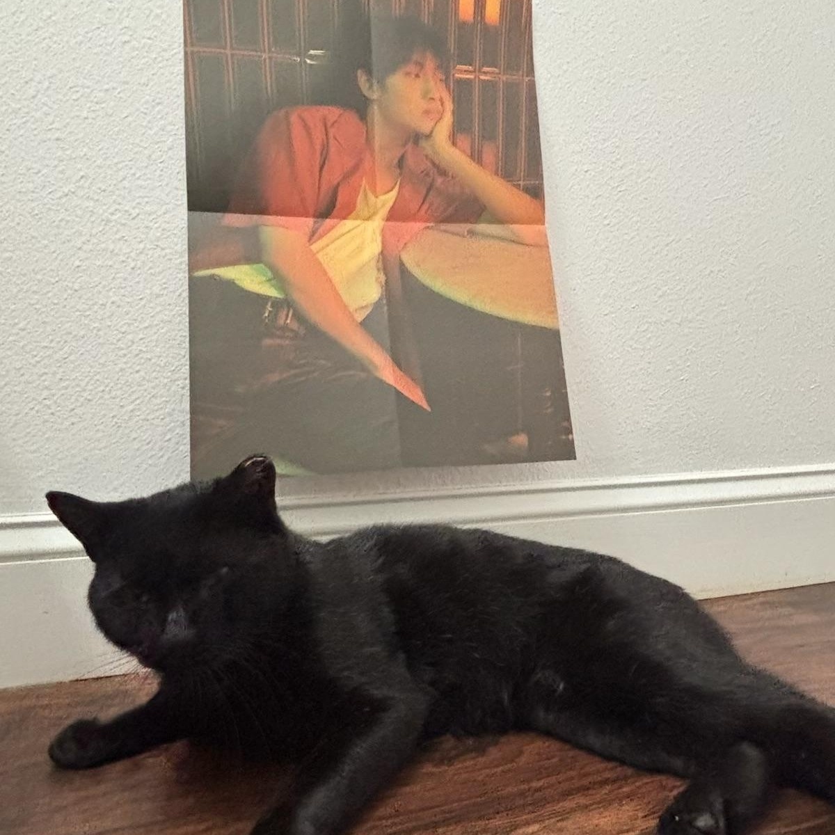 WinWin, an adopted mixed breed in Westville, NJ image 5/6