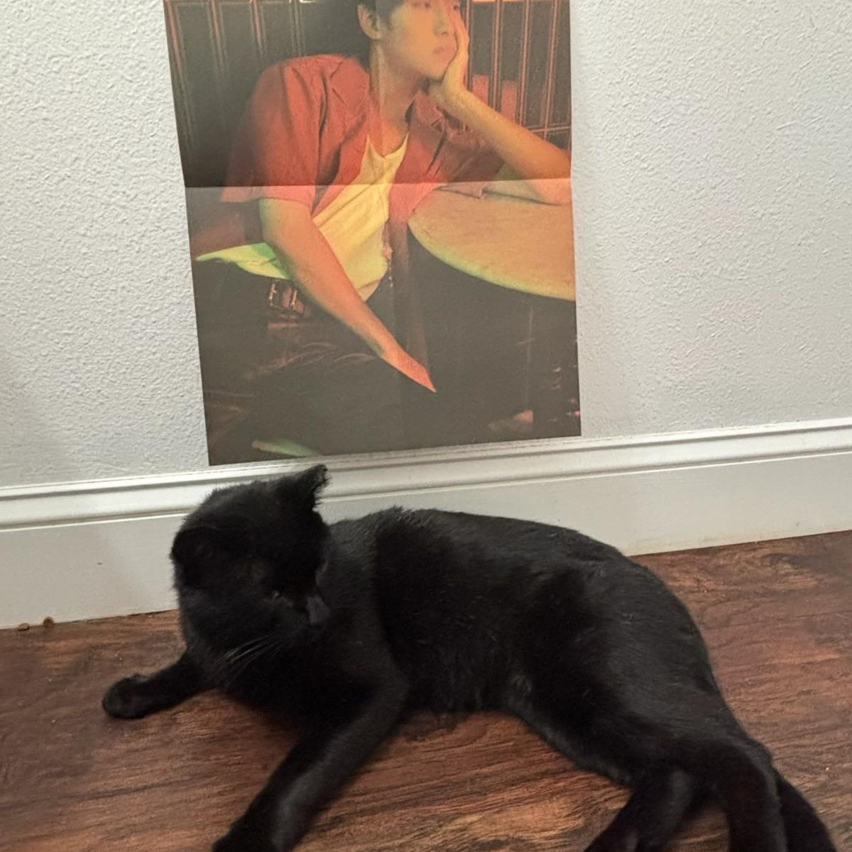 WinWin, an adopted mixed breed in Westville, NJ image 6/6