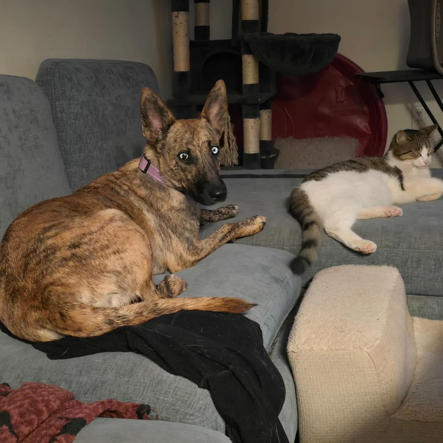 Enlarge Serena, a Adoptable mixed breed in tannersville, PA image 4/4