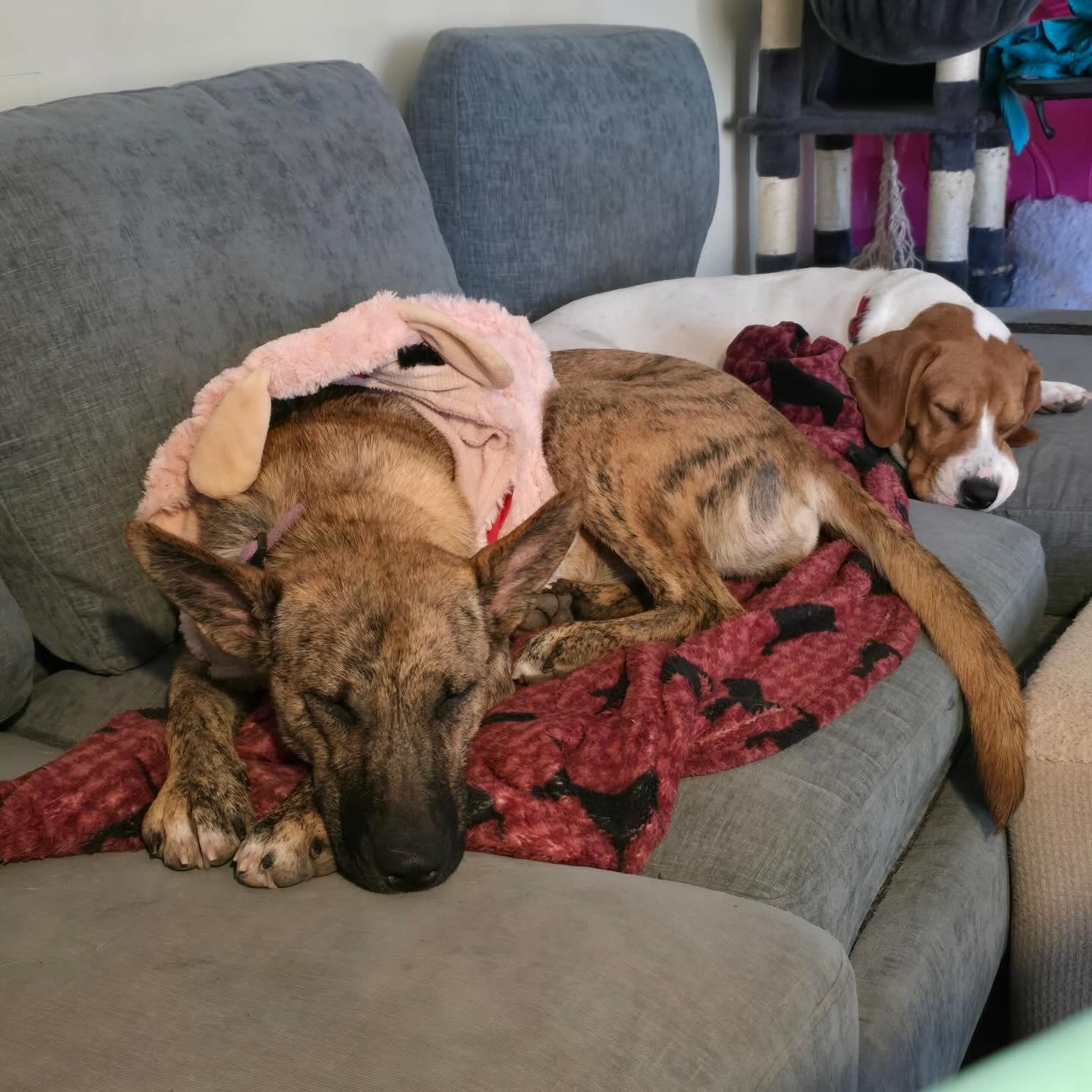 Enlarge Serena, a Adoptable mixed breed in tannersville, PA image 2/4