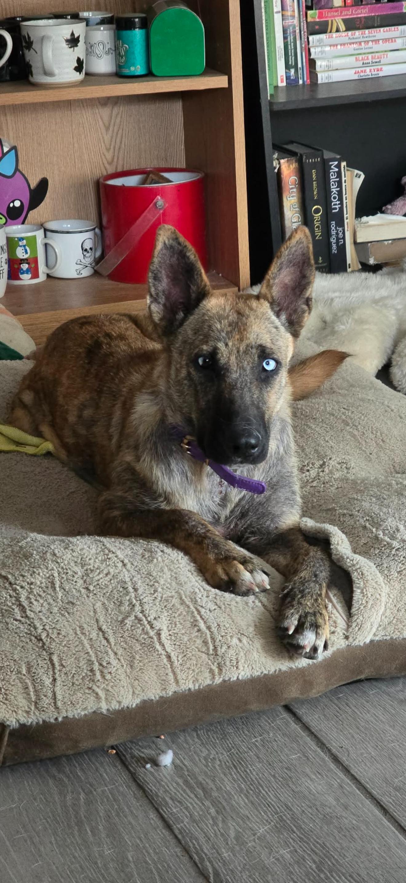 Enlarge Serena, a Adoptable mixed breed in tannersville, PA image 3/4