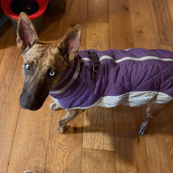 Serena, Adoptable, Young Female Dutch Shepherd & Belgian Shepherd / Sheepdog.
