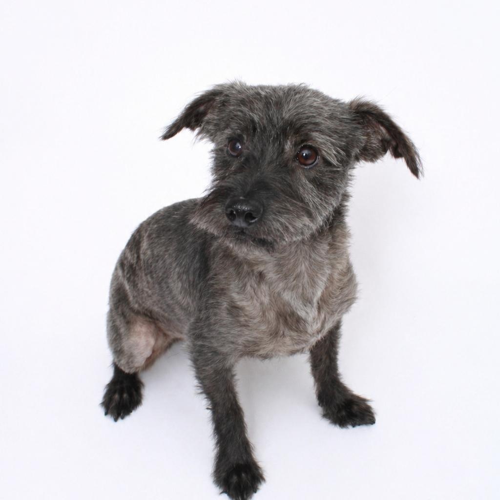 Enlarge Pedro, an adopted mixed breed in Saratoga Springs, NY image 1/1