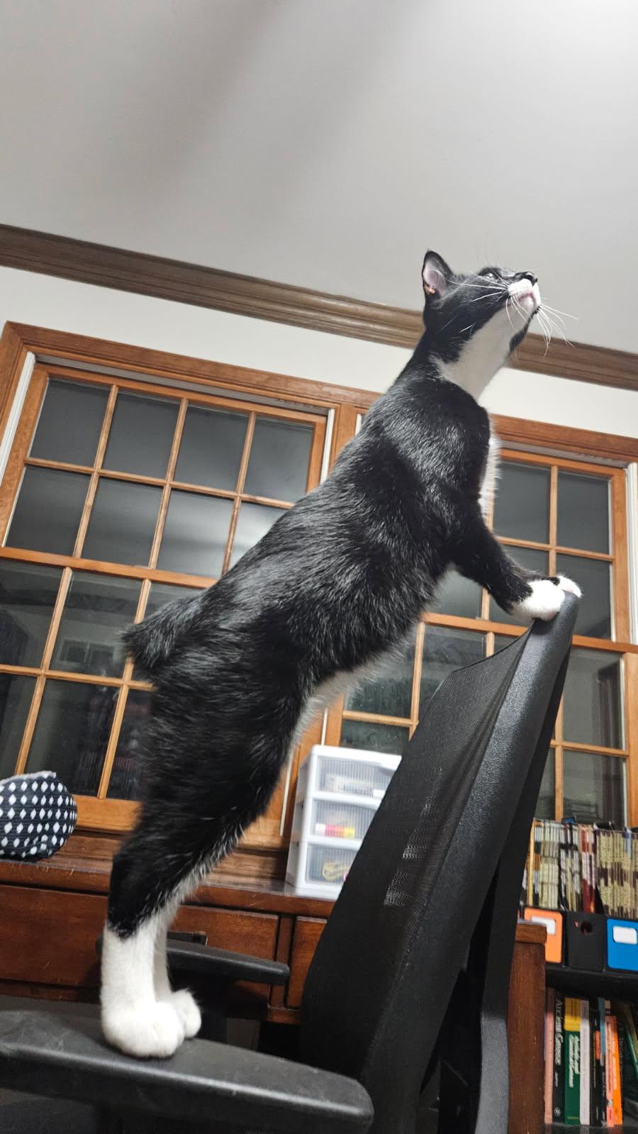 Zephyr, a Adoptable Domestic Short Hair in Galloway, NJ image 3/5