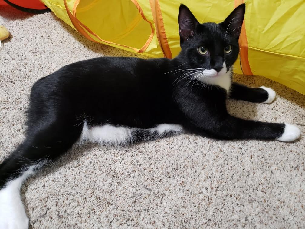 Zephyr, a Adoptable Domestic Short Hair in Galloway, NJ image 1/5