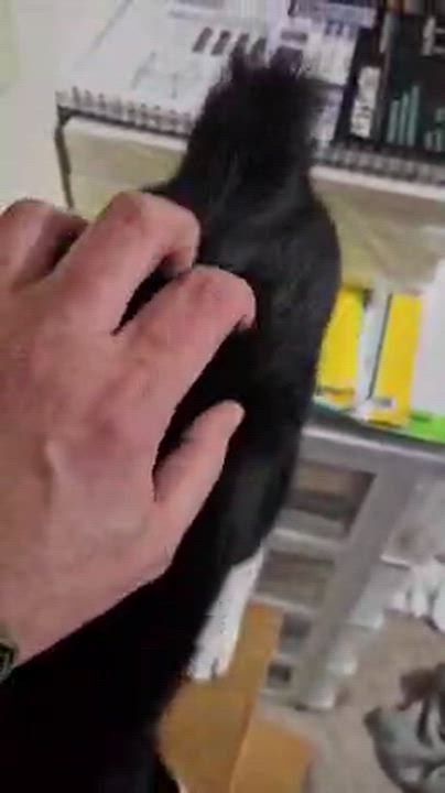 Enlarge Zephyr, a Adoptable Domestic Short Hair in Galloway, NJ video 5/5