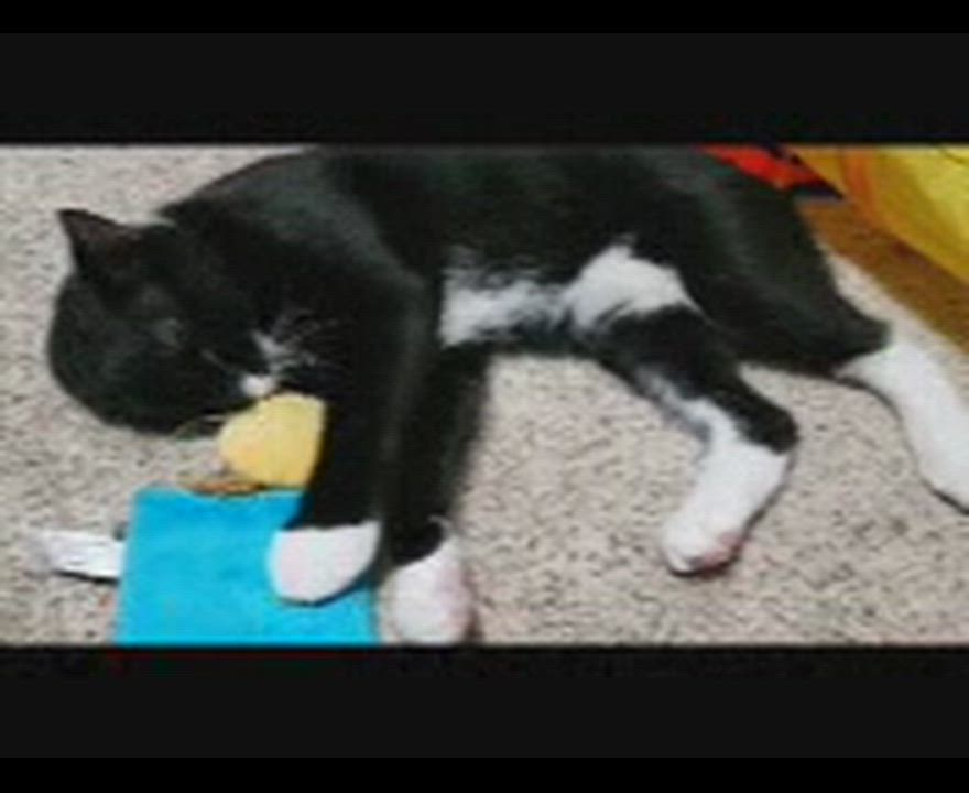 Enlarge Zephyr, a Adoptable Domestic Short Hair in Galloway, NJ video 4/5