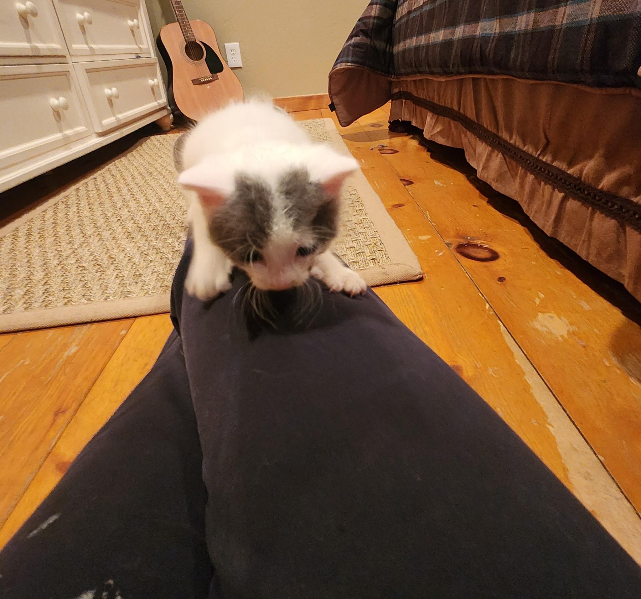 Enlarge Snowy, a Adopted Domestic Short Hair in Temecula, CA image 3/4