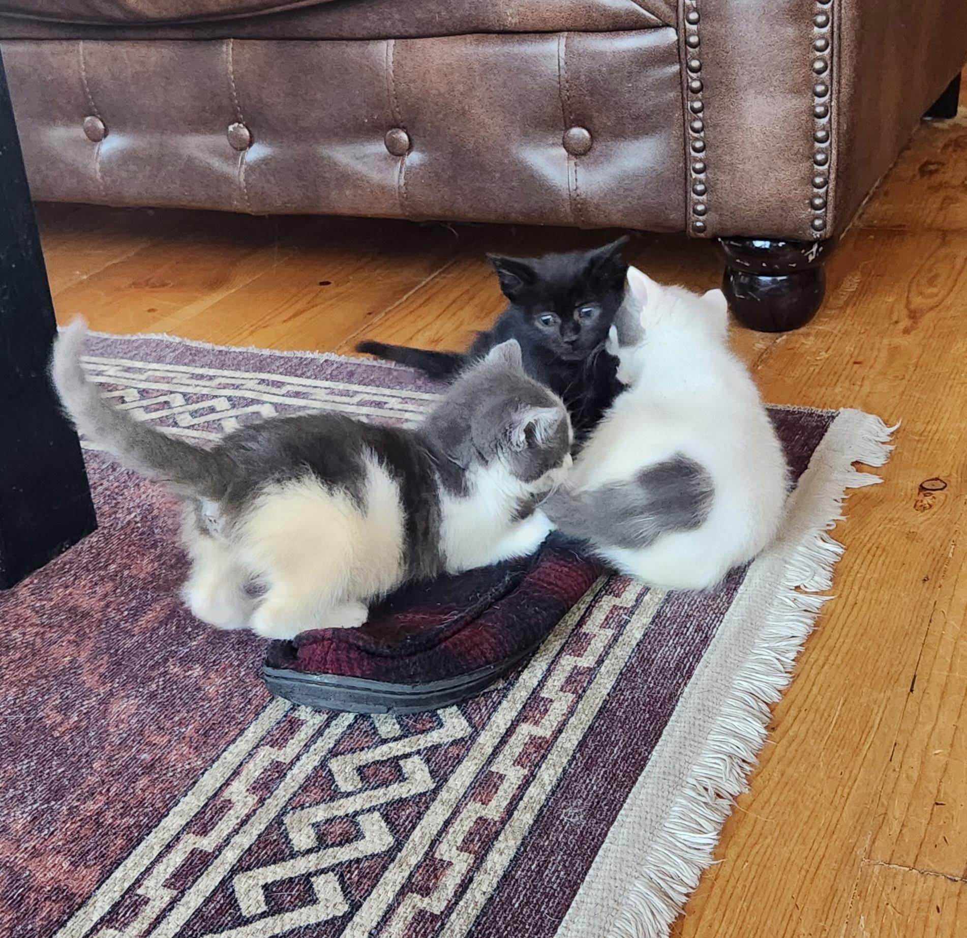 Enlarge Snowy, a Adopted Domestic Short Hair in Temecula, CA image 4/4