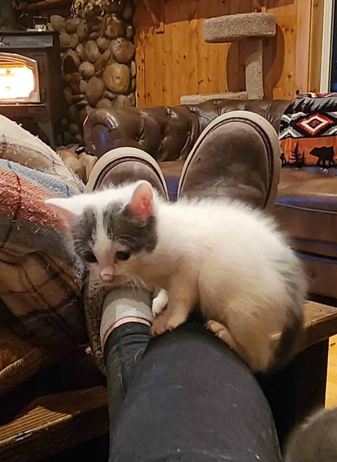 Enlarge Snowy, a Adopted Domestic Short Hair in Temecula, CA image 1/4