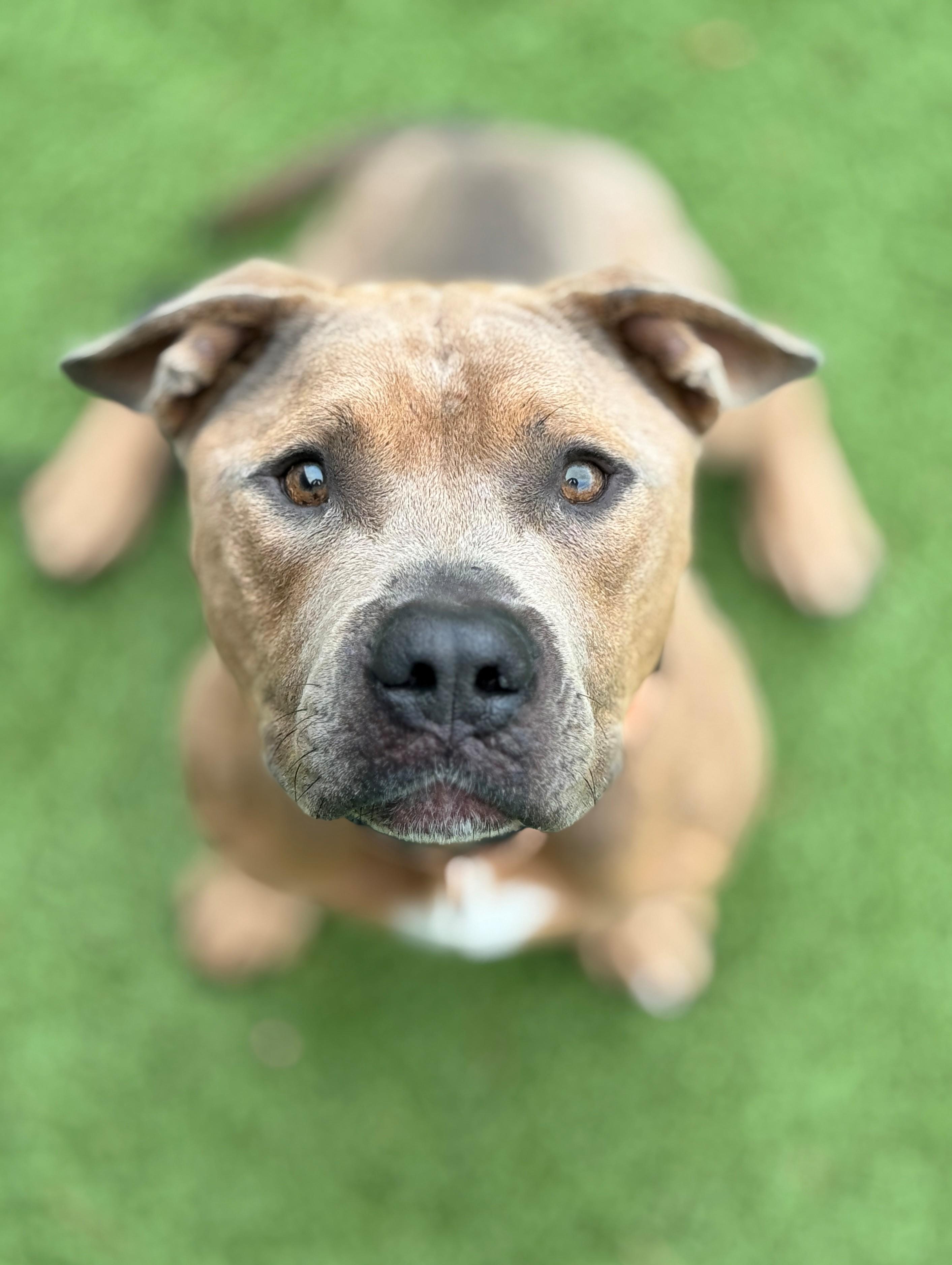 Todd, an adoptable Pit Bull Terrier in Hackensack, MN, 56452 | Photo Image 3