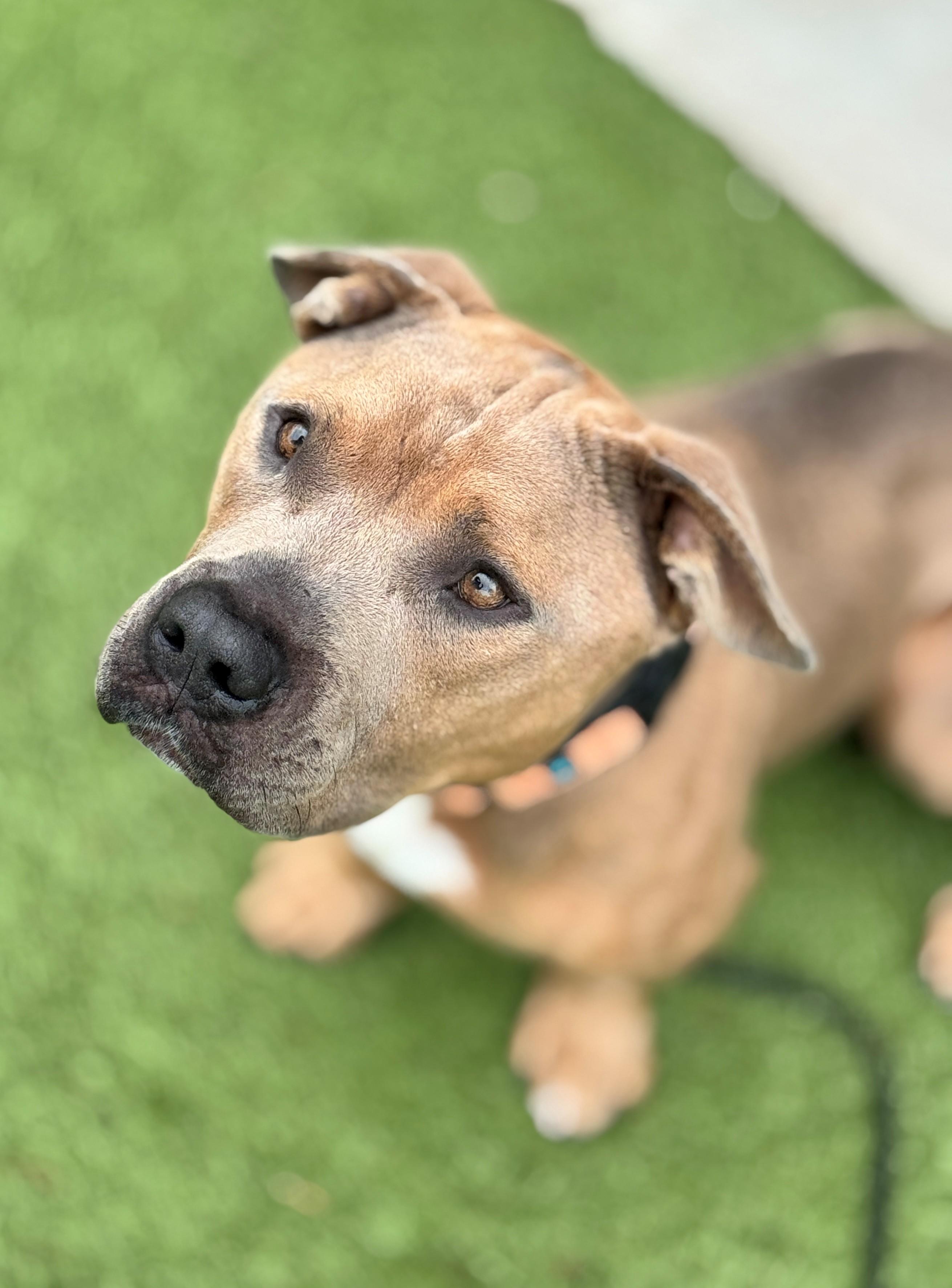 Todd, a Adoptable mixed breed in Hackensack, MN image 3/5