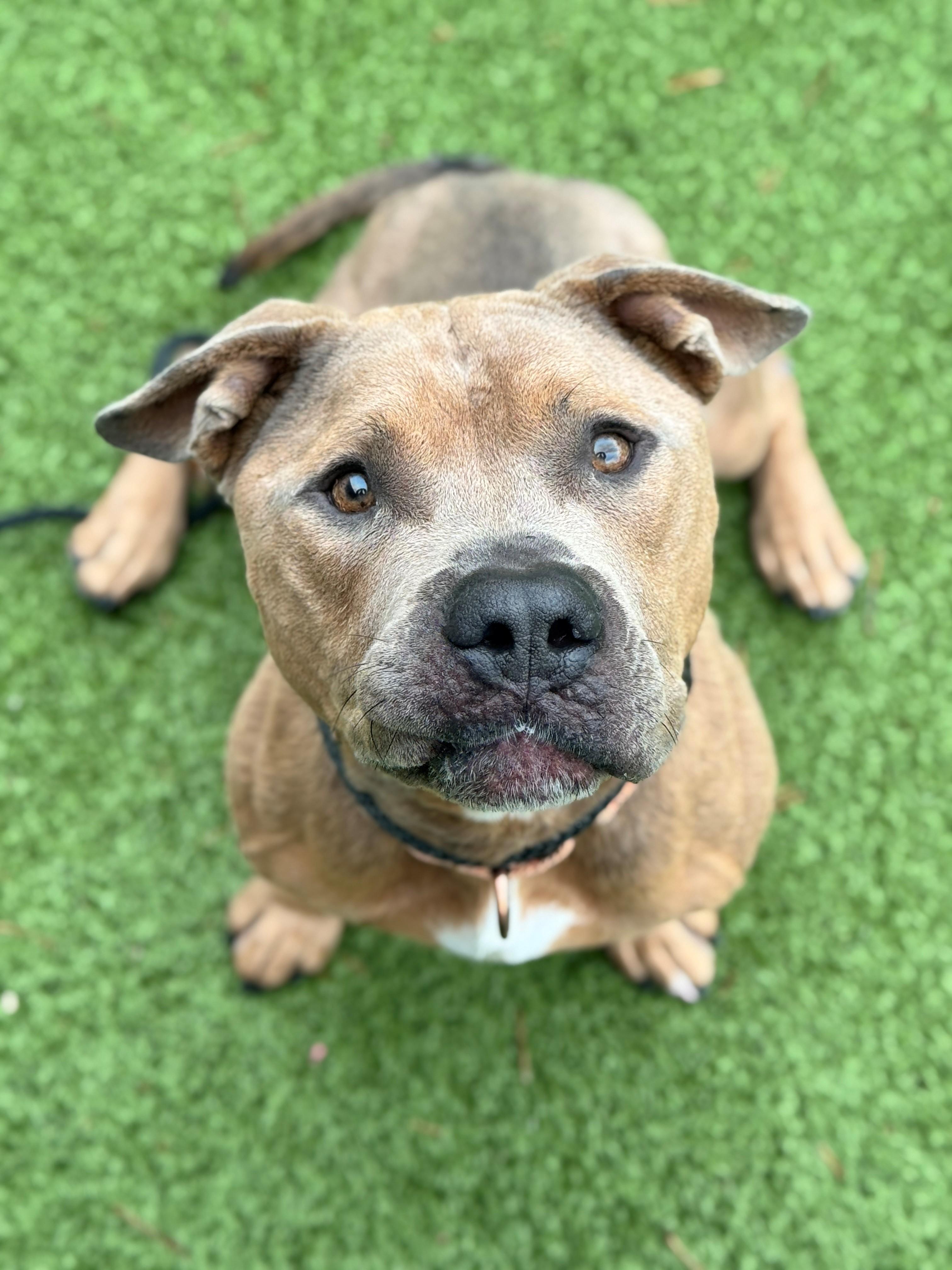 Todd, a Adoptable mixed breed in Hackensack, MN image 4/5