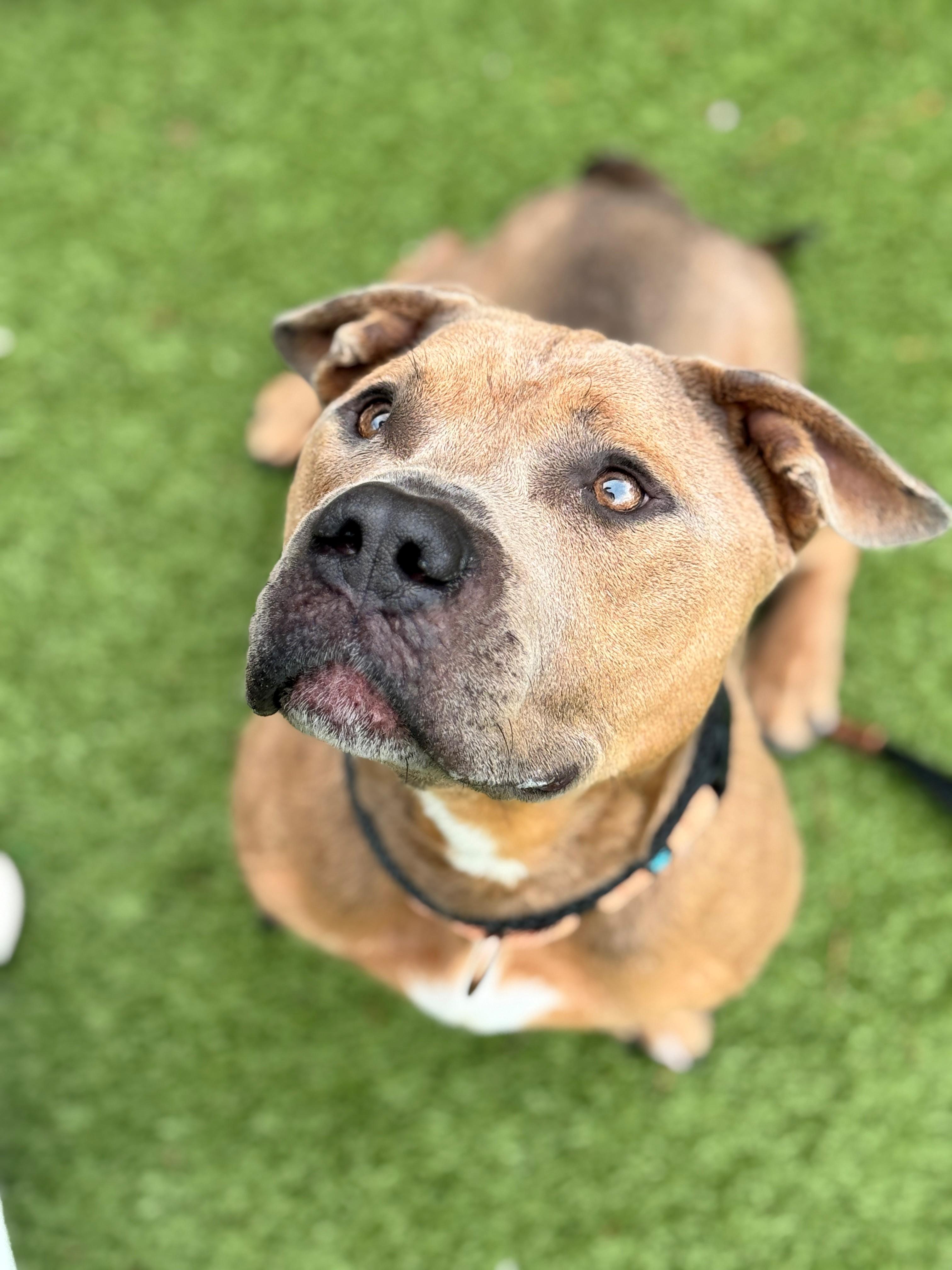 Todd, an adoptable Pit Bull Terrier in Hackensack, MN, 56452 | Photo Image 4