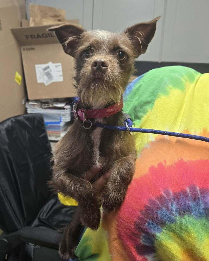 Enlarge Tina, a Adoptable mixed breed in Waverly, OH image 1/1