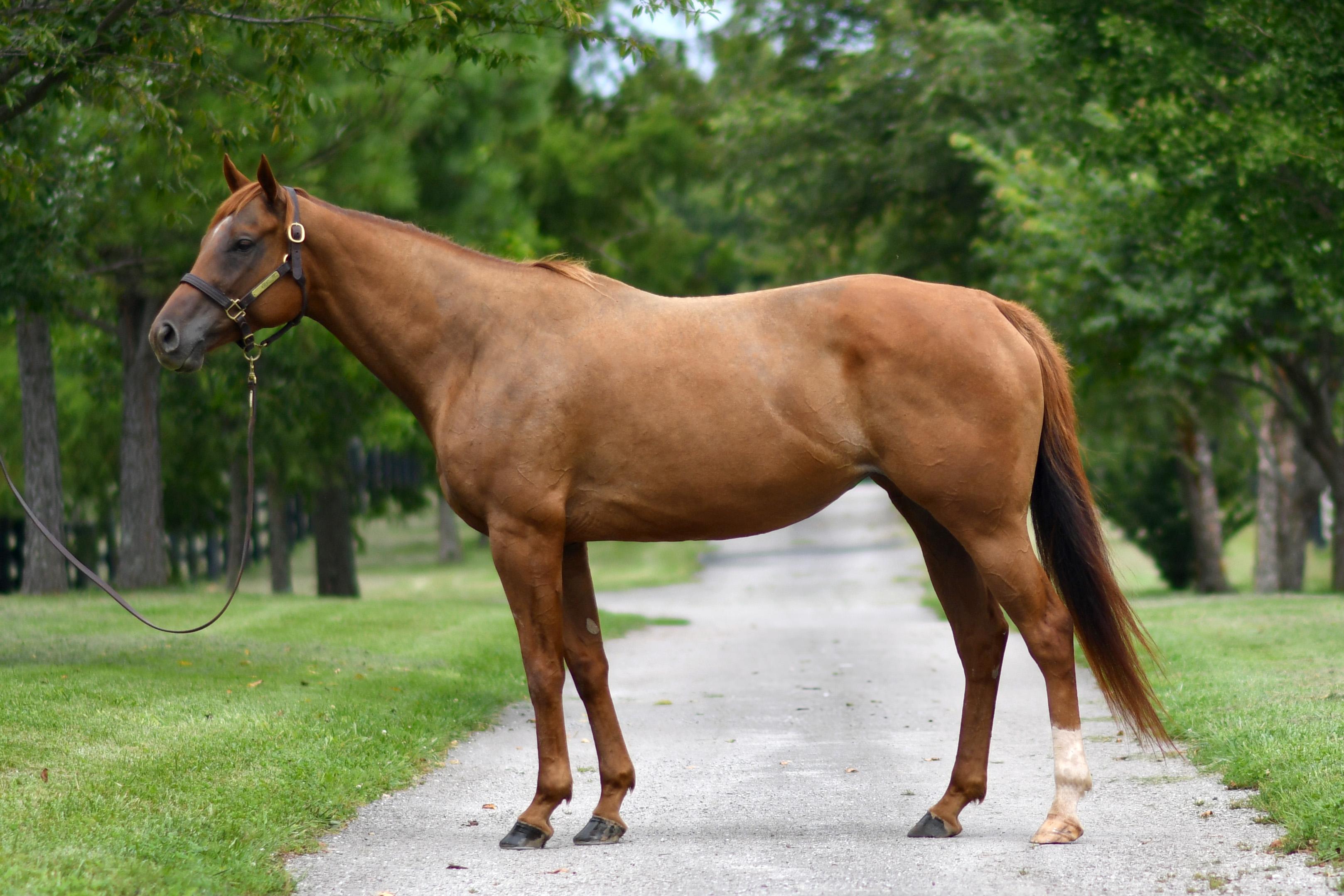 Enlarge Sweet Voyage (Calypso), a Adopted Thoroughbred in Nicholasville, KY image 2/4
