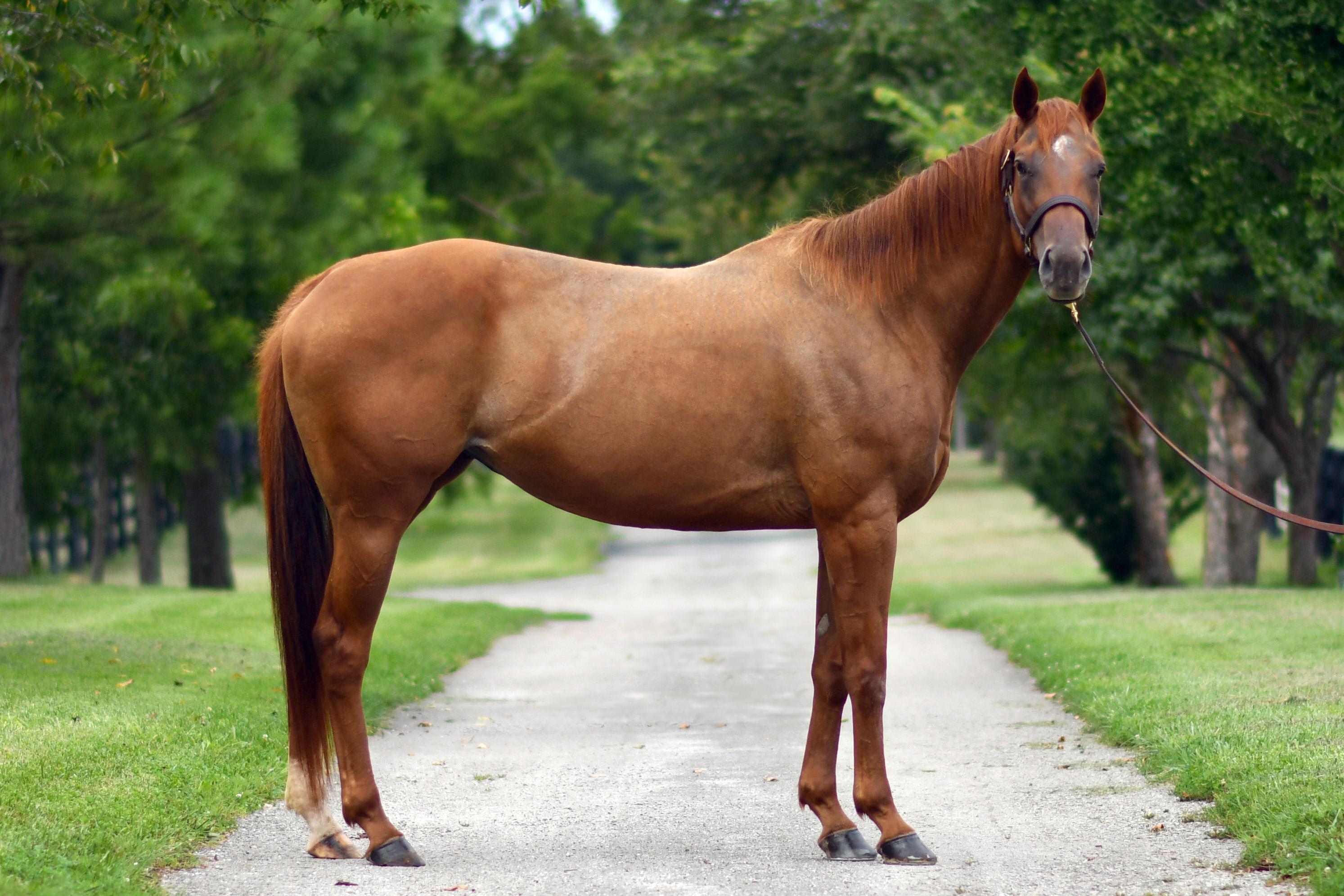 Enlarge Sweet Voyage (Calypso), a Adopted Thoroughbred in Nicholasville, KY image 3/4