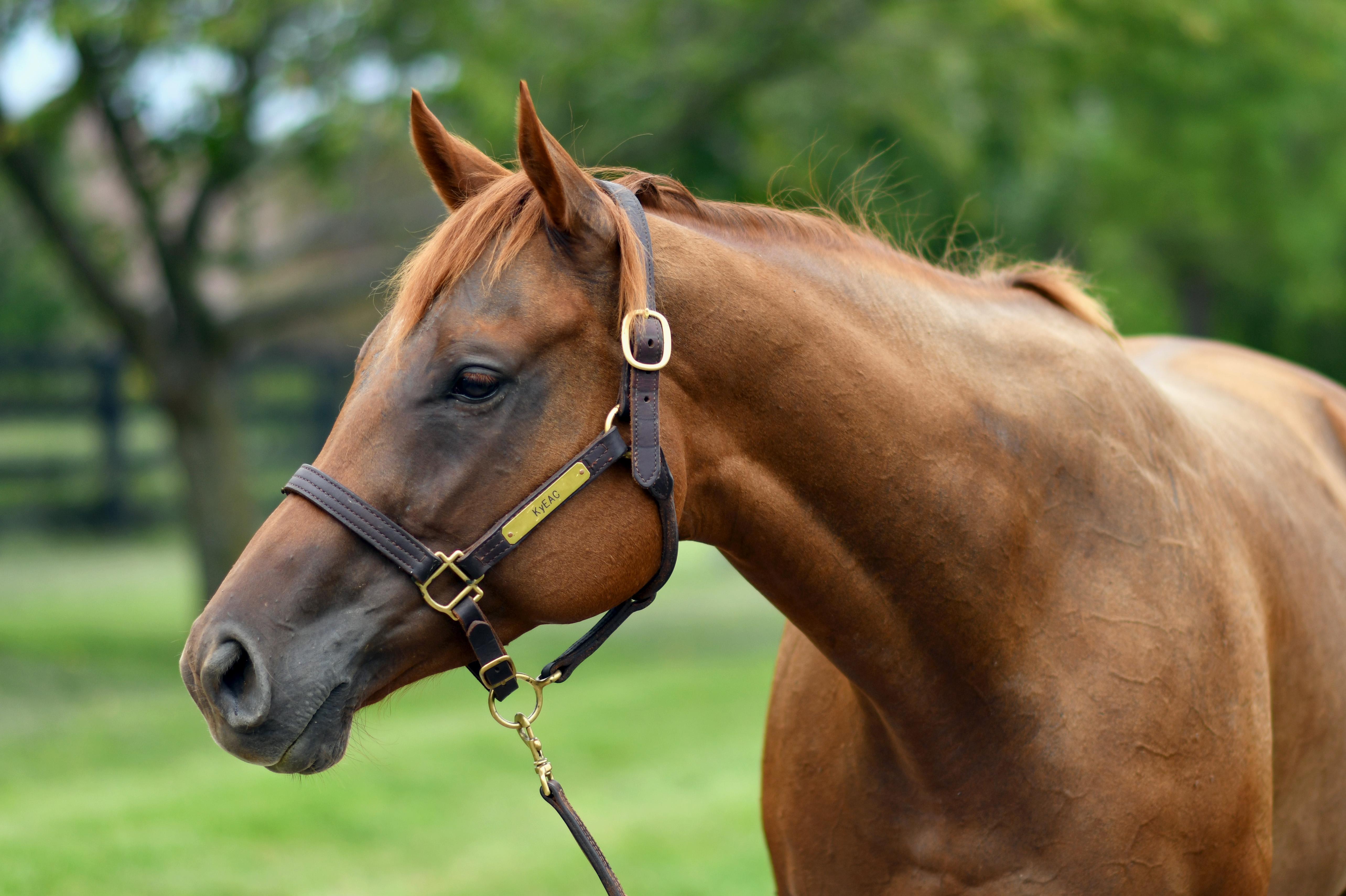 Sweet Voyage (Calypso), Adopted, Adult Female Thoroughbred.