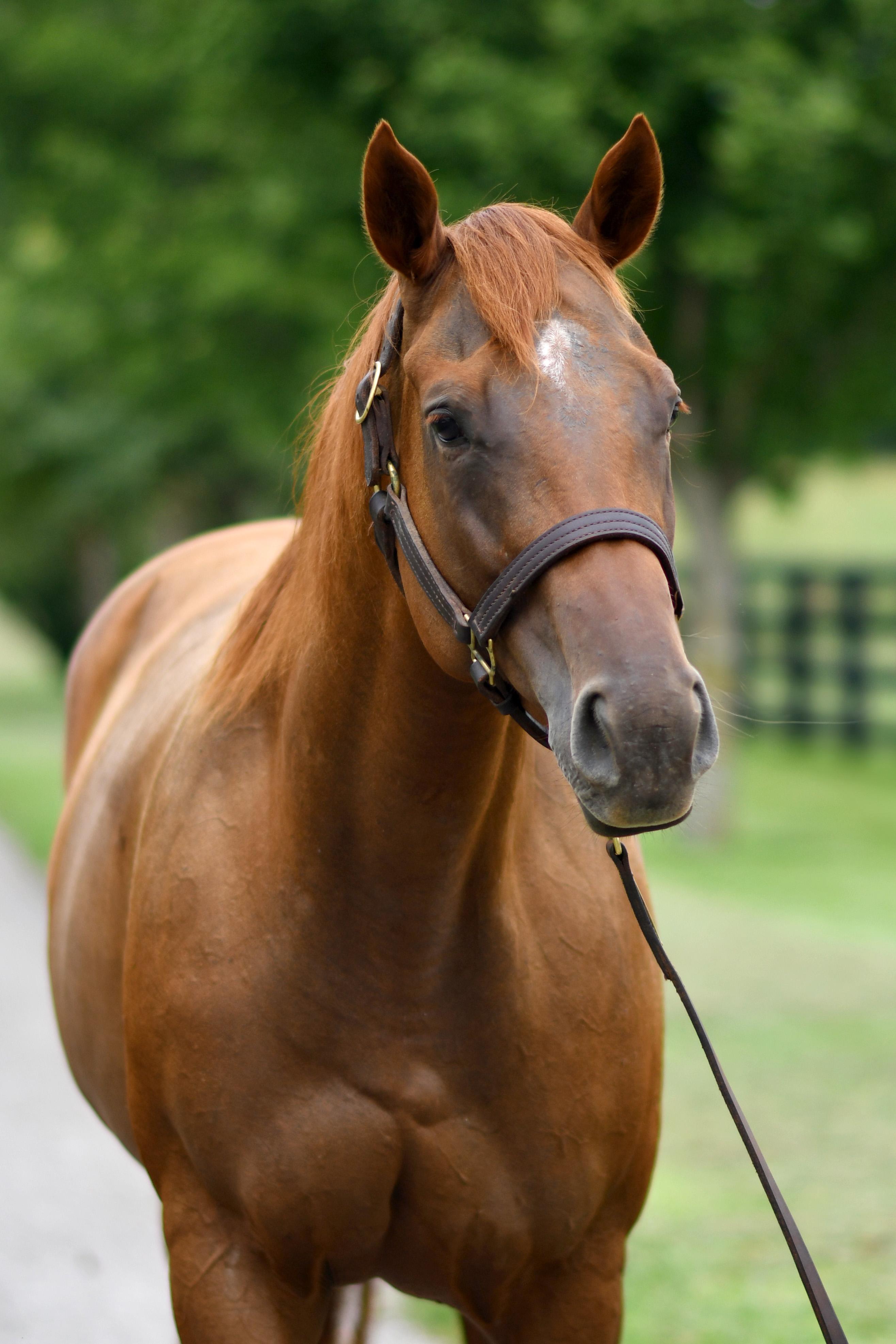 Enlarge Sweet Voyage (Calypso), a Adopted Thoroughbred in Nicholasville, KY image 4/4