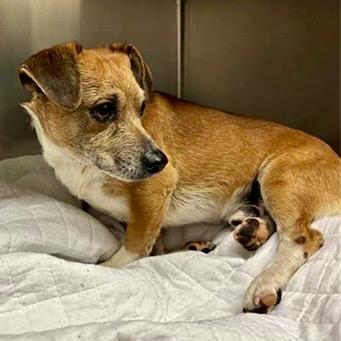 Uncle Lewis, Adoptable, Adult Male Dachshund & Chihuahua.