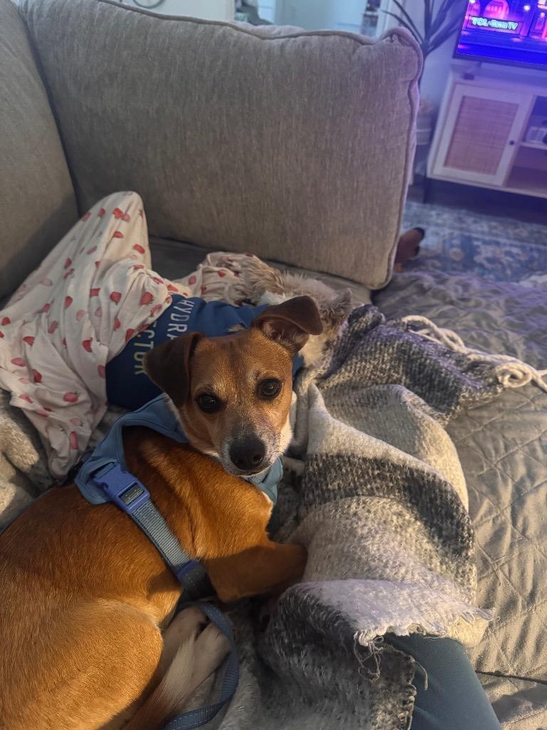 Uncle Lewis, a Adoptable mixed breed in Bryan, TX image 1/6