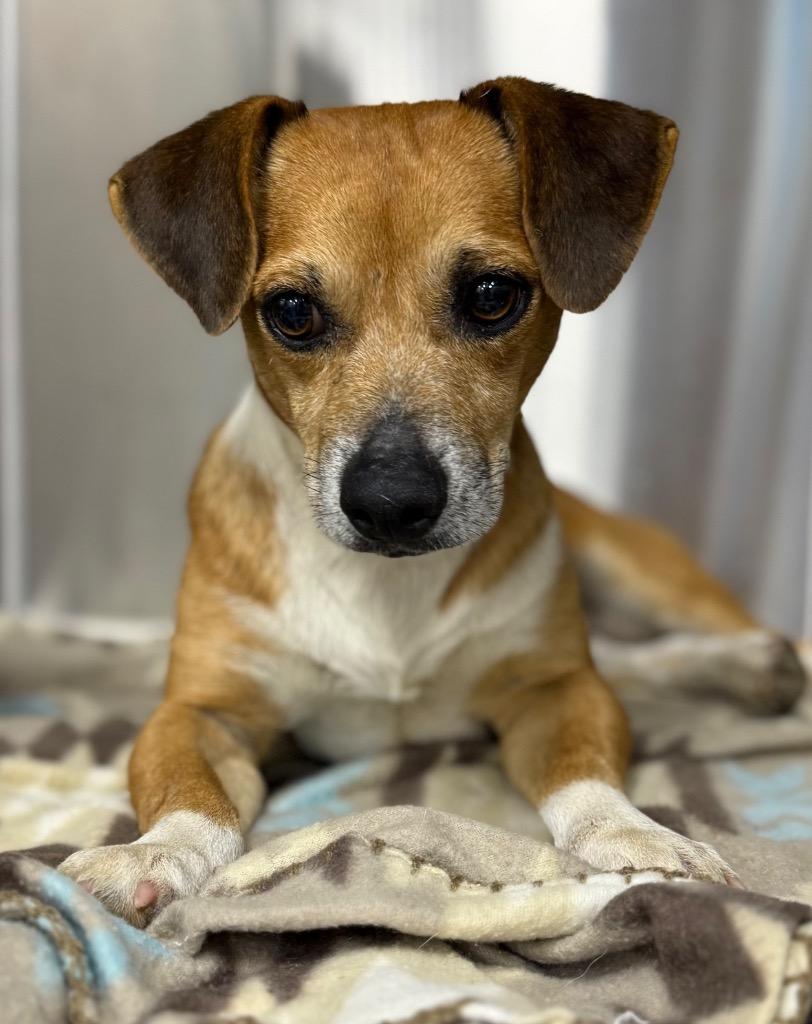 Uncle Lewis, Adoptable, Young Male Dachshund & Chihuahua.