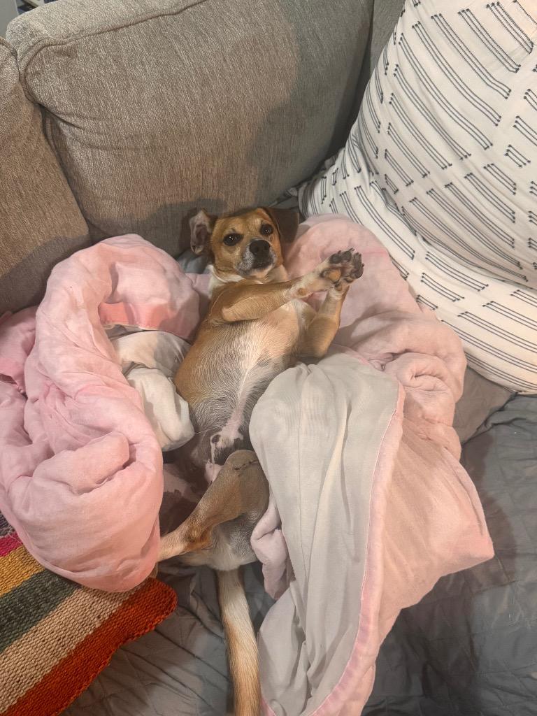 Enlarge Uncle Lewis, a Adoptable mixed breed in College Station, TX image 4/6