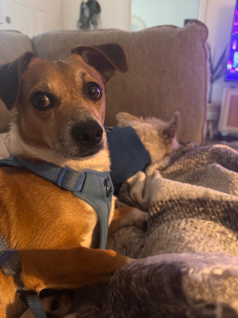 Uncle Lewis, a Adoptable mixed breed in Bryan, TX image 5/6