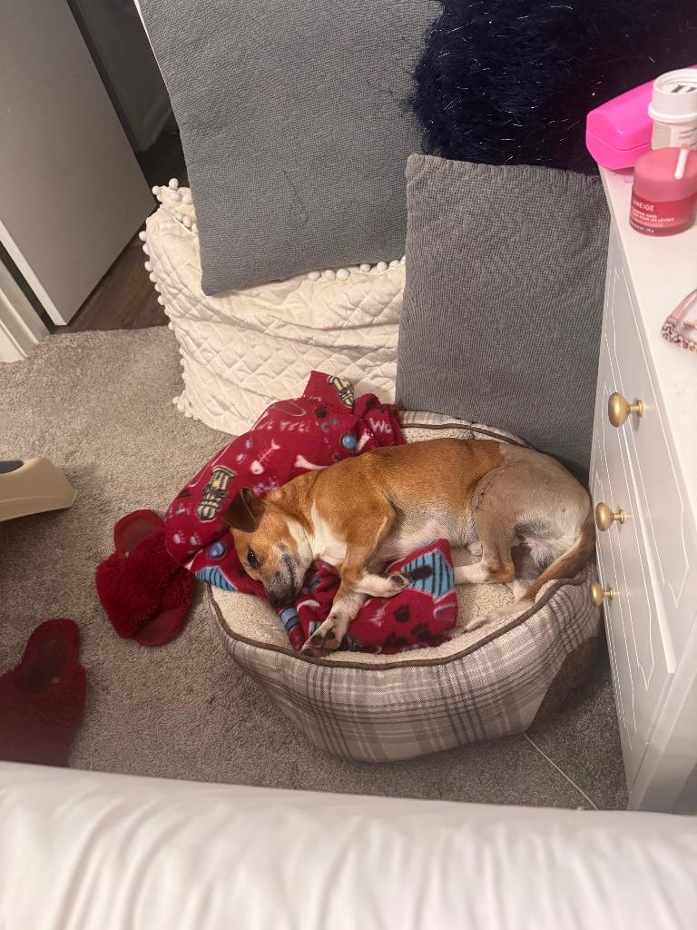 Enlarge Uncle Lewis, a Adoptable mixed breed in College Station, TX image 5/6