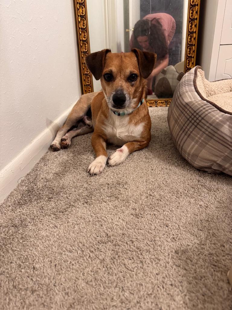 Enlarge Uncle Lewis, a Adoptable mixed breed in College Station, TX image 6/6