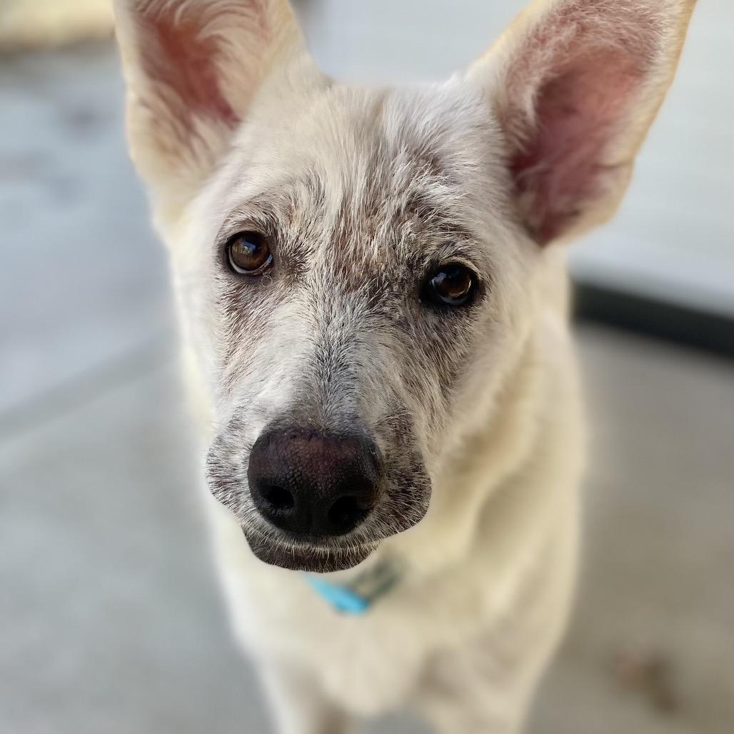 Masala 25-1680, Adoptable, Adult Female Mixed Breed.