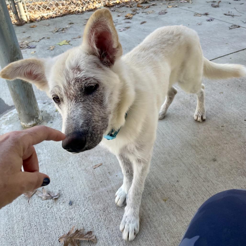 Enlarge Masala 25-1680, a Adoptable Mixed Breed in Yanceyville, NC image 3/6