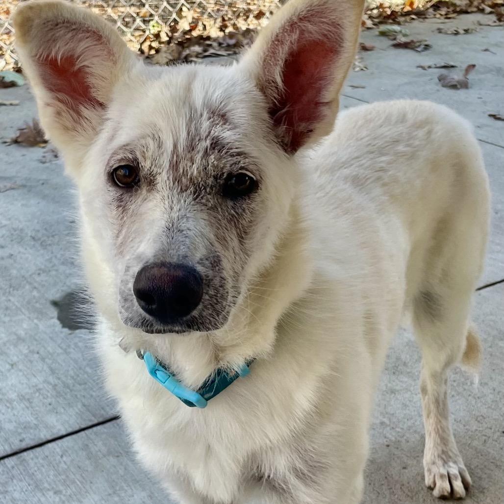 Enlarge Masala 25-1680, a Adoptable Mixed Breed in Yanceyville, NC image 6/6
