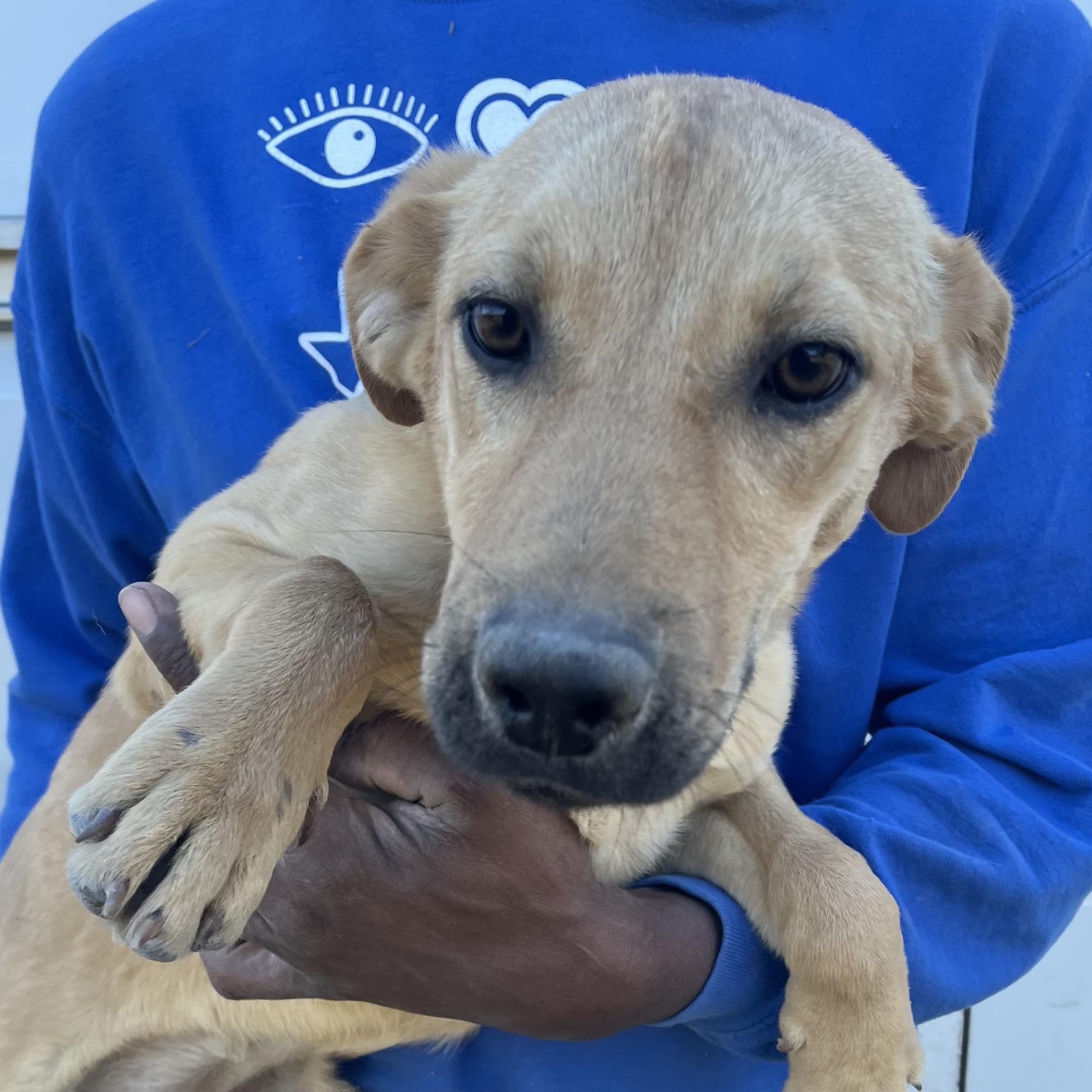 Blossom - Local Jan 9-11, an adoptable mixed breed in Johnston, RI image 1/6