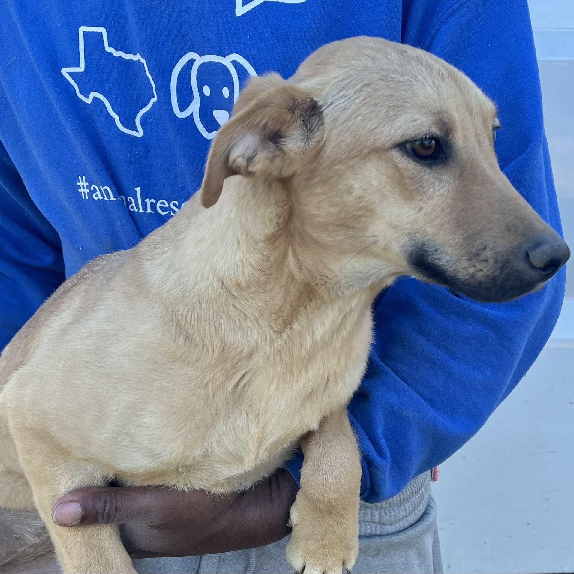 Blossom - Local Jan 9-11, an adoptable mixed breed in Johnston, RI image 5/6