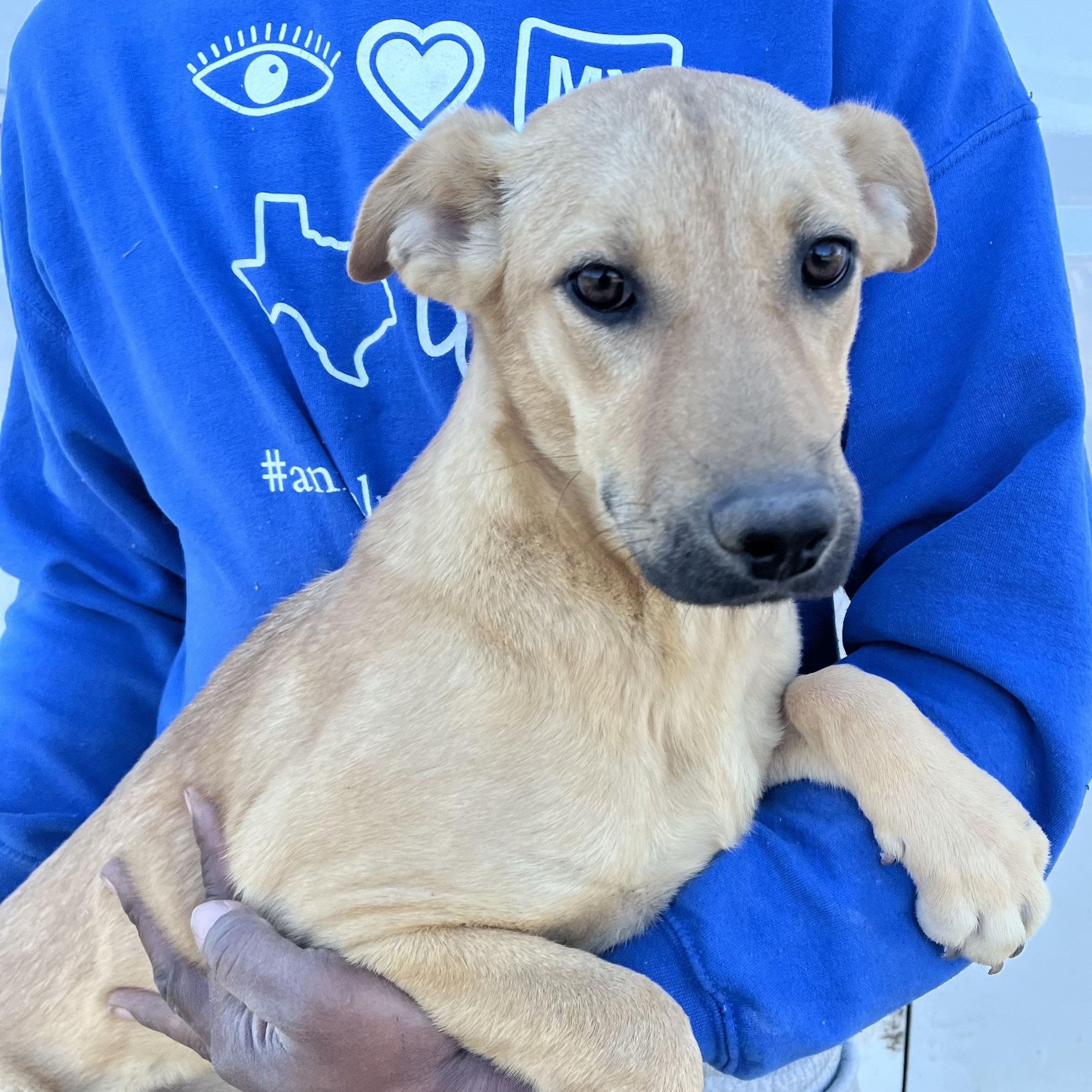 Blossom - Local Jan 9-11, an adoptable mixed breed in Johnston, RI image 3/6