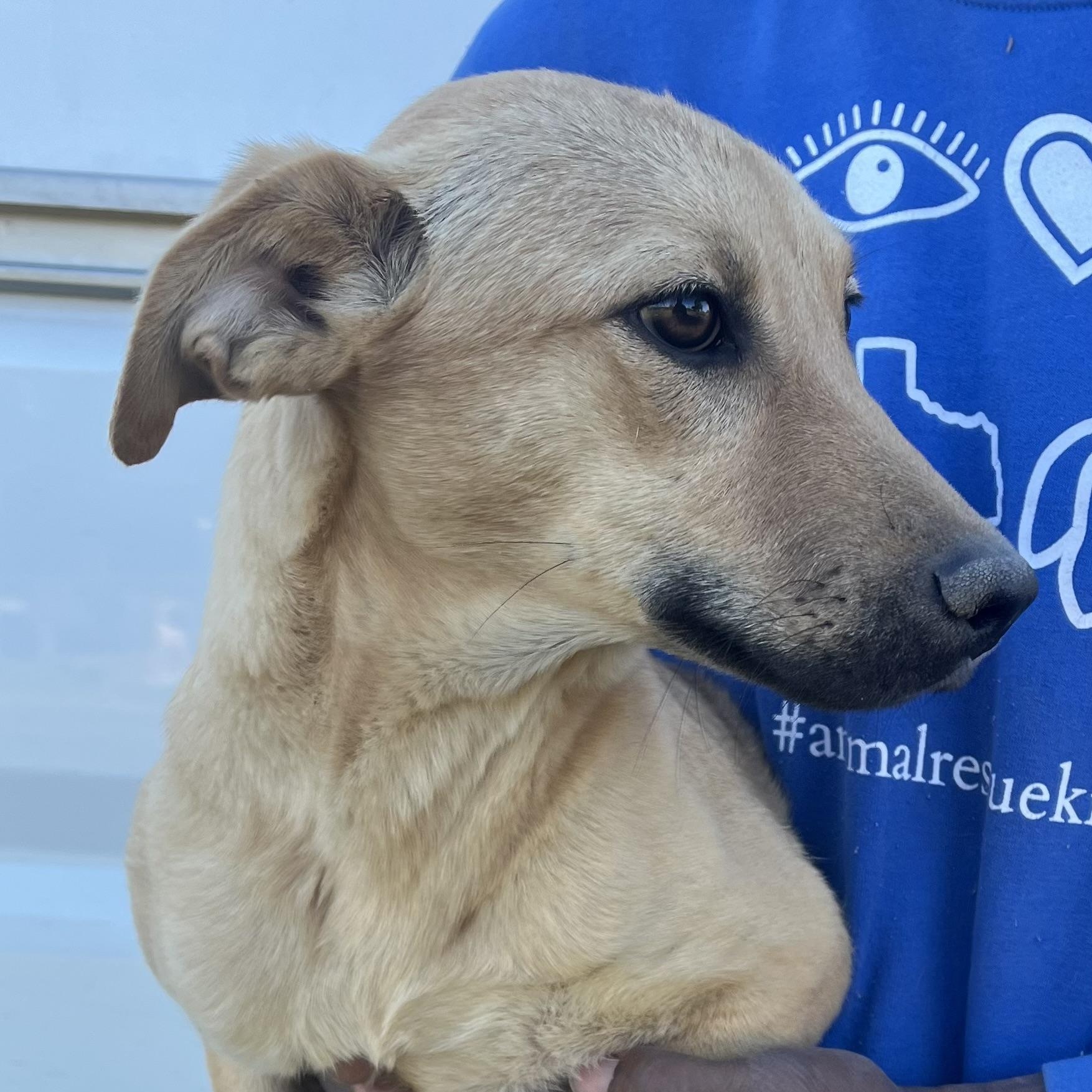 Blossom - Local Jan 9-11, an adoptable mixed breed in Johnston, RI image 2/6