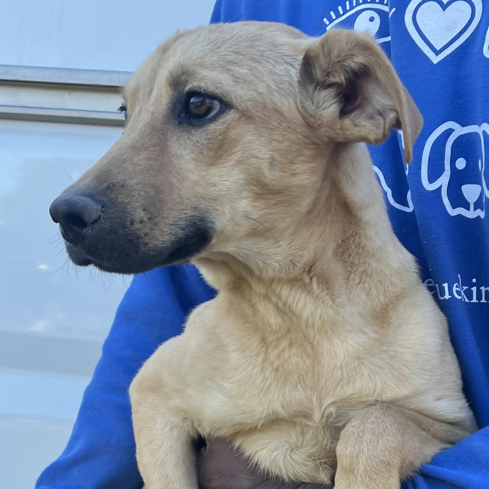 Blossom - Local Jan 9-11, an adoptable mixed breed in Johnston, RI image 6/6