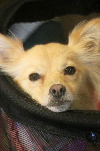 Tallulah, Adopted, Young Female Pomeranian.