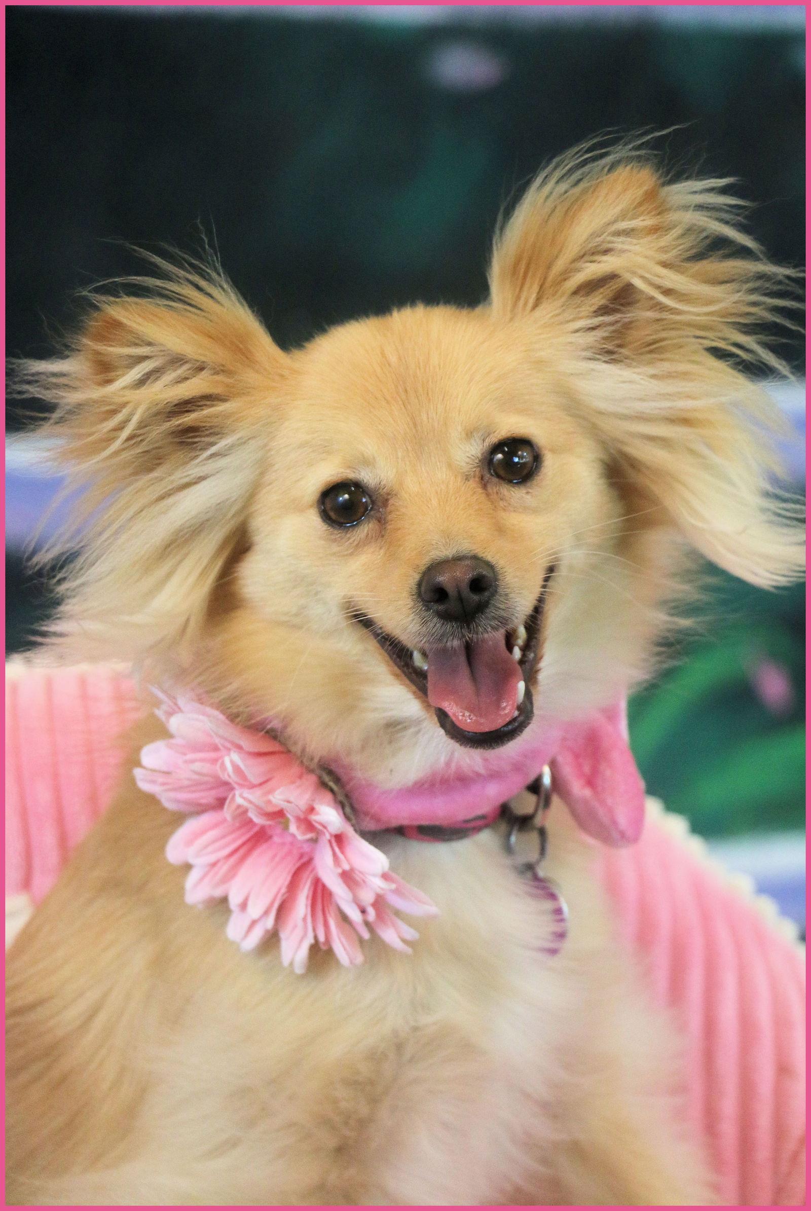 Enlarge Tallulah, a Adopted Pomeranian in Garland, TX image 2/3