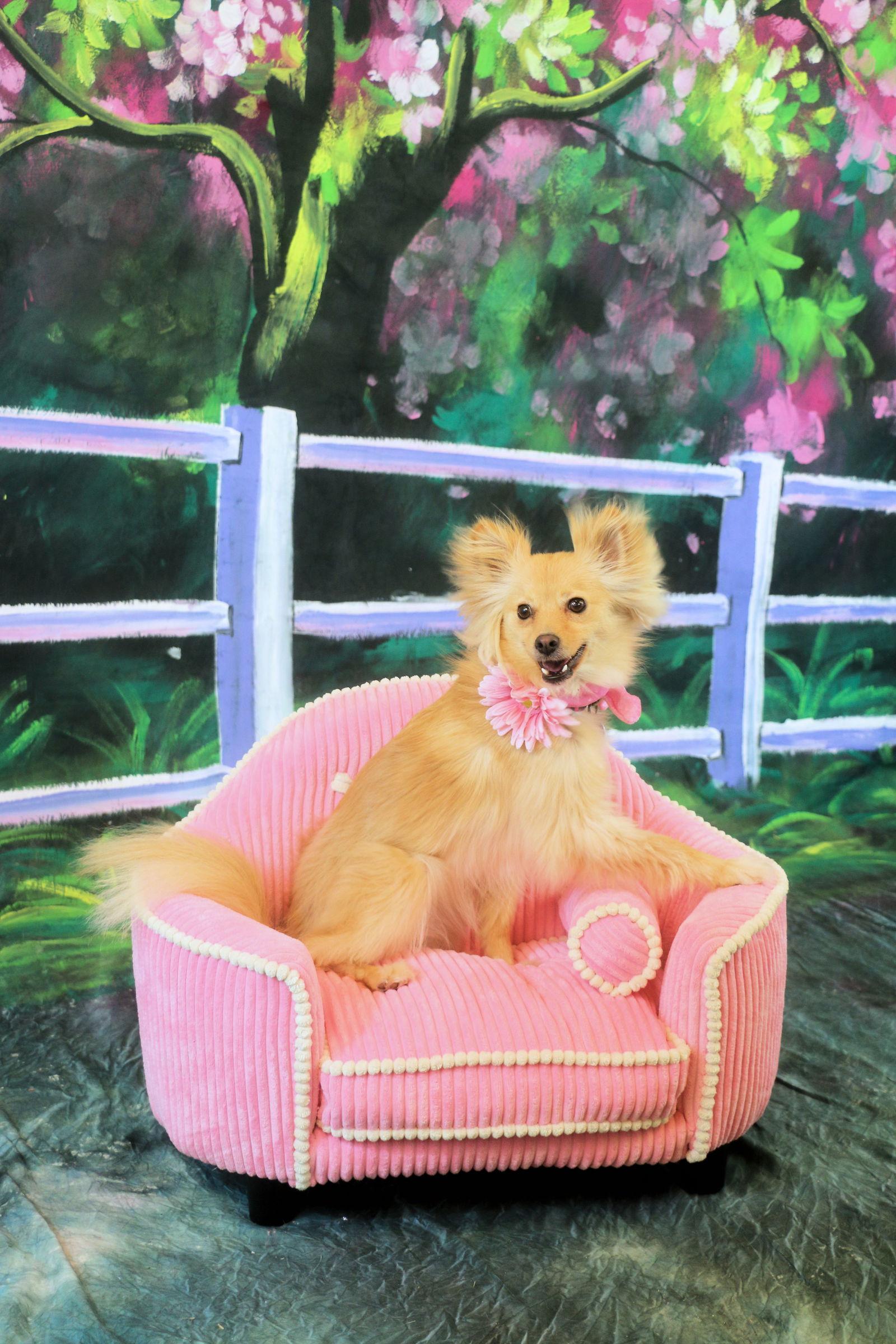 Enlarge Tallulah, a Adopted Pomeranian in Garland, TX image 3/3