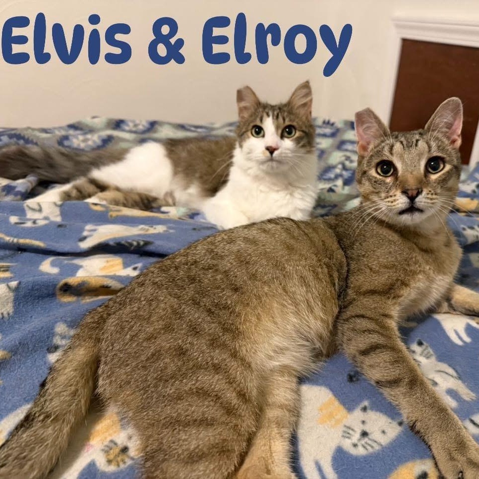 Elvis & Elroy, Adoptable, Adult Male Domestic Long Hair & Domestic Short Hair.