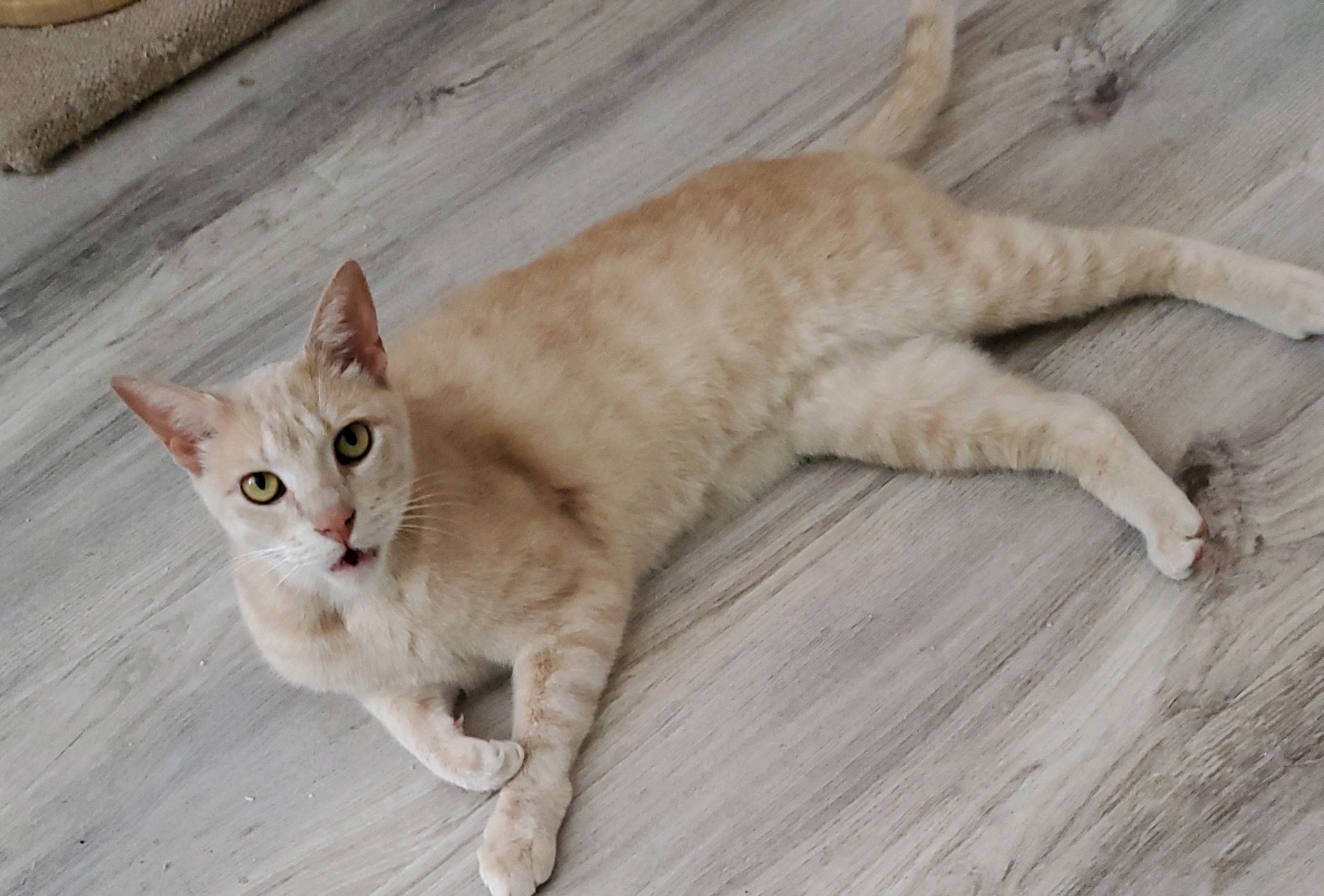 Enlarge Bay Bay, a Adoptable Domestic Short Hair in Landenberg, PA image 3/3