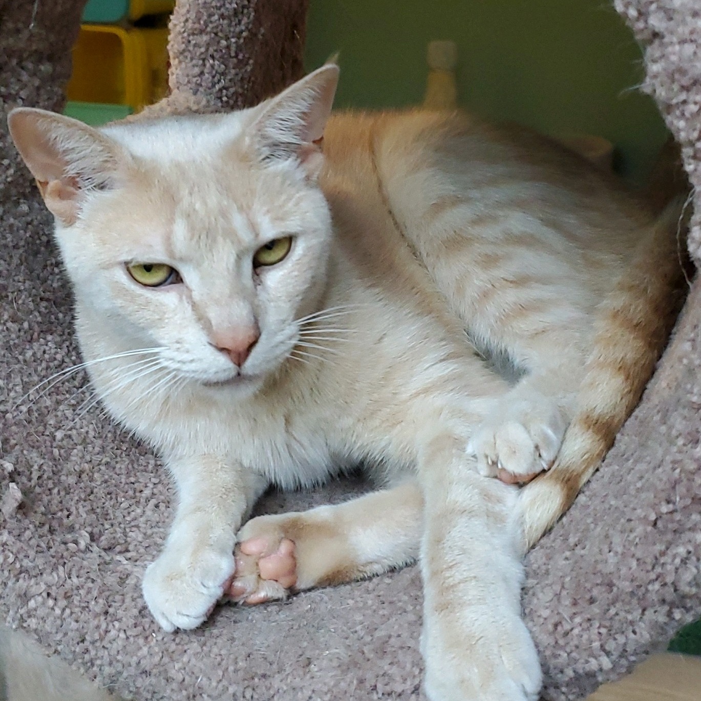 Enlarge Bay Bay, a Adoptable Domestic Short Hair in Landenberg, PA image 2/3