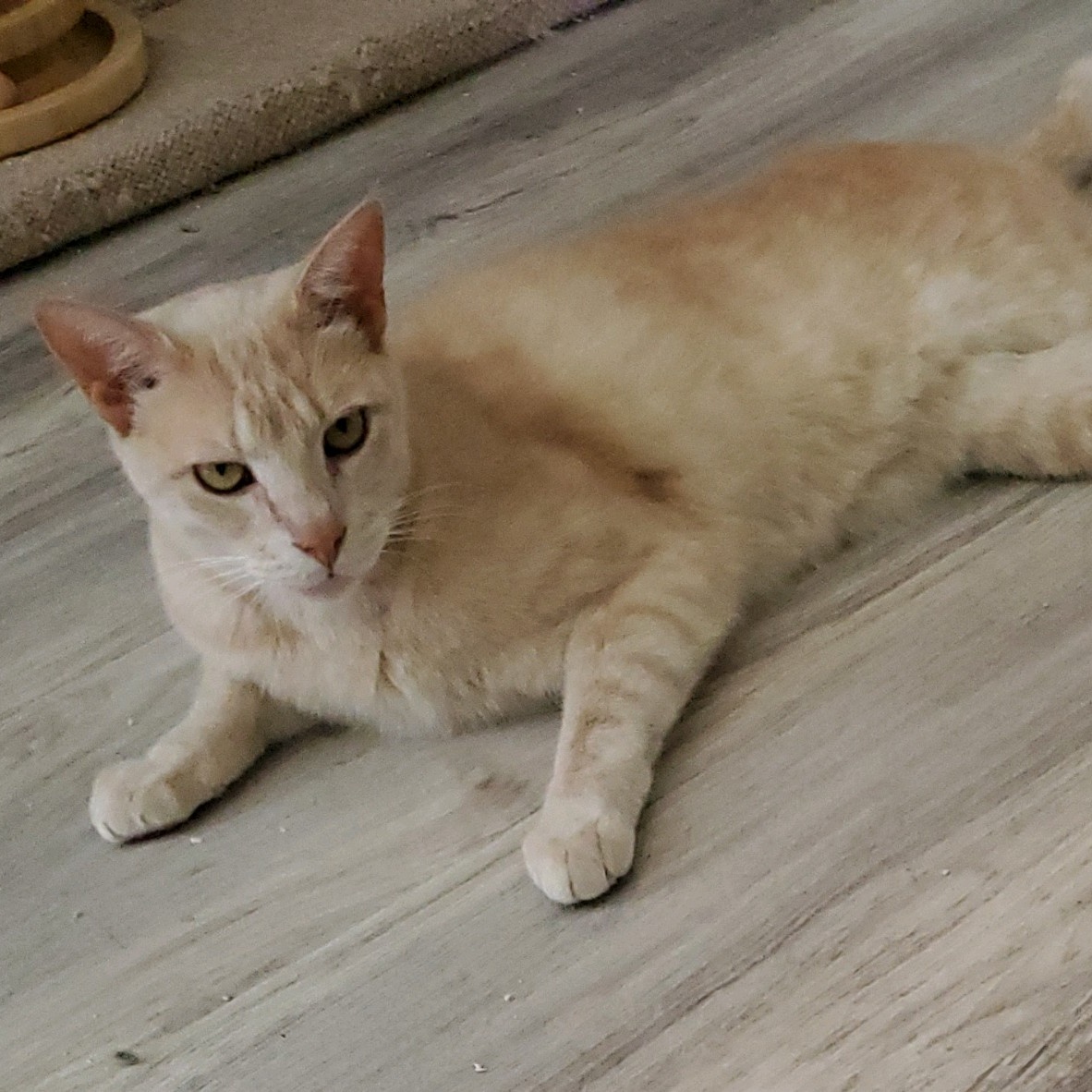 Enlarge Bay Bay, a Adoptable Domestic Short Hair in Landenberg, PA image 1/3