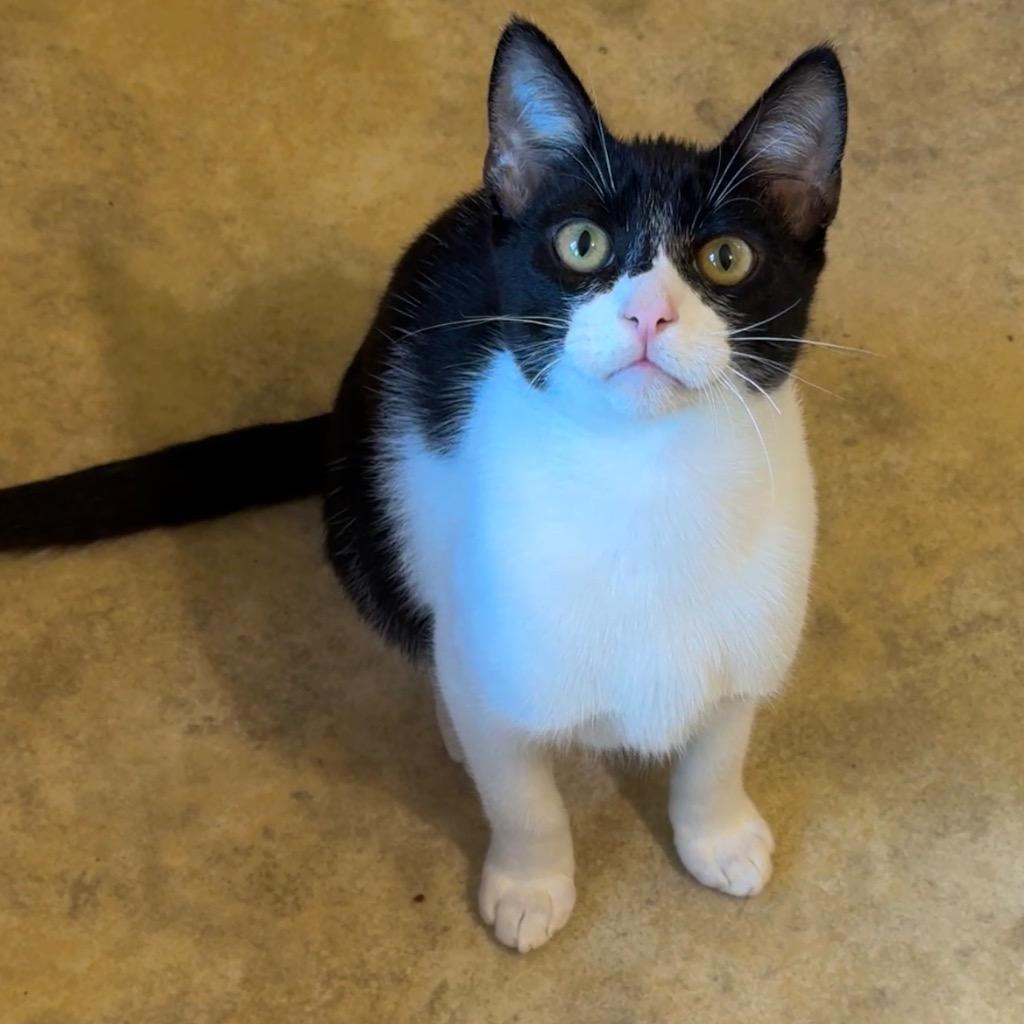 Enlarge Bandit, a Adopted mixed breed in Cambria, CA image 2/4