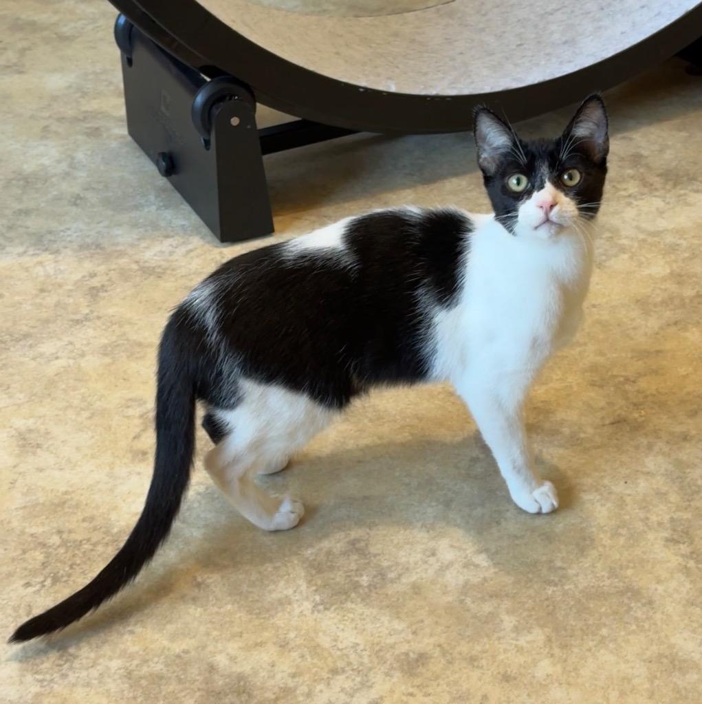 Enlarge Bandit, a Adopted mixed breed in Cambria, CA image 3/4