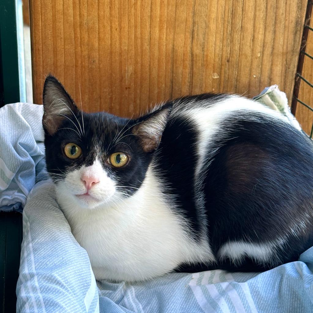 Enlarge Bandit, a Adopted mixed breed in Cambria, CA image 4/4