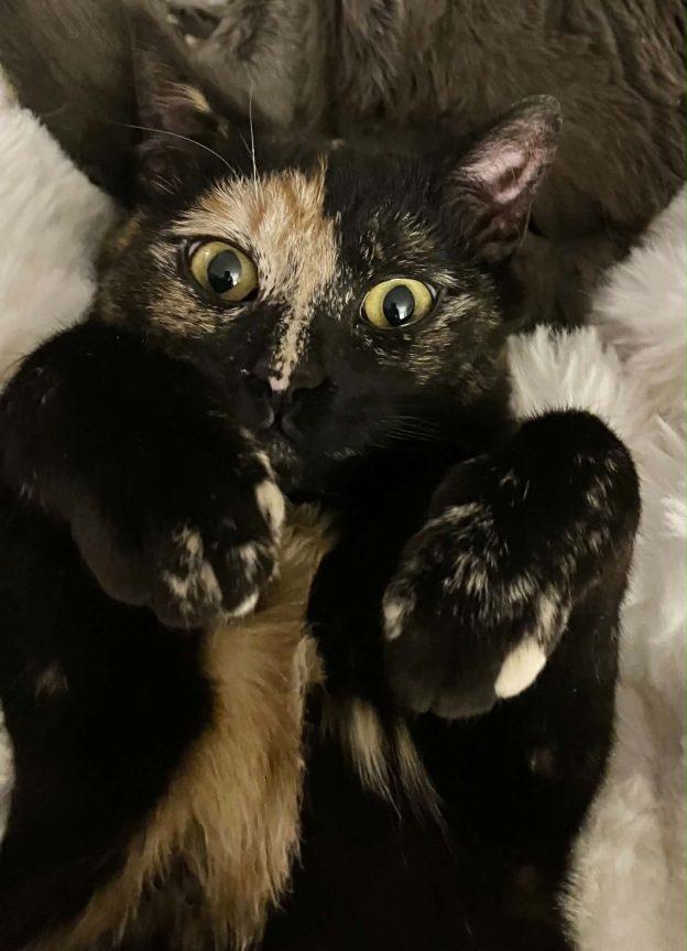 Gidget, ADOPTABLE, Young Female Tortoiseshell.