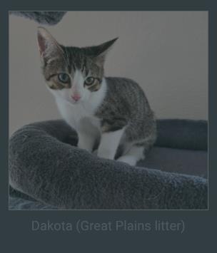 Dakota, Adoptable, Young Male Domestic Short Hair & Domestic Short Hair.